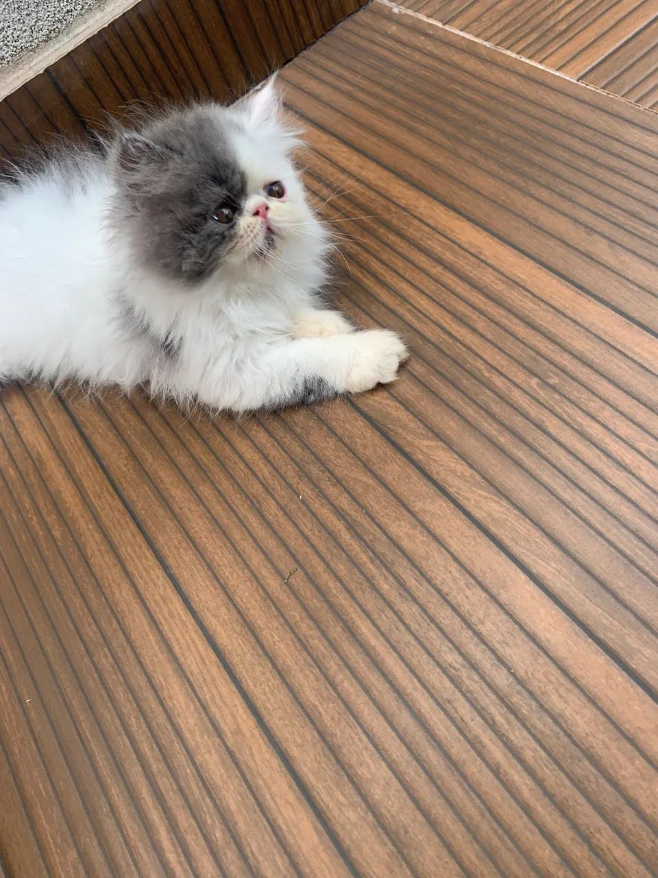 Gatos persas disponível para venda  - Foto 5