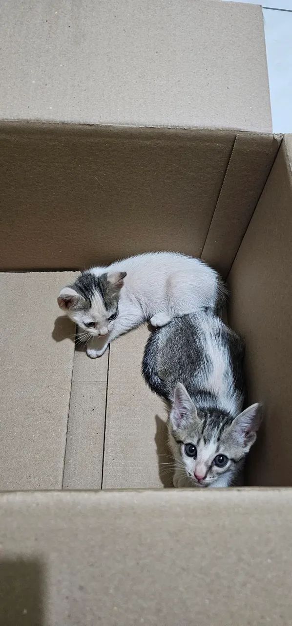 Gato