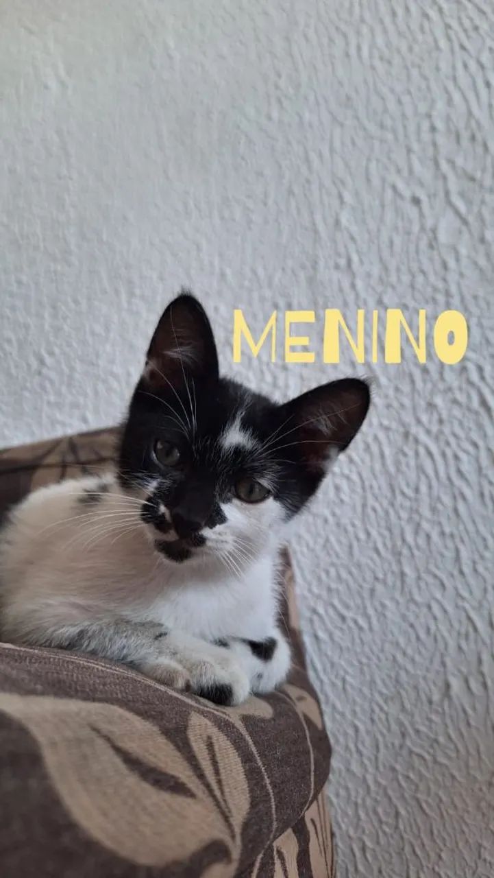 GATOS PARA ADOÇÃO 