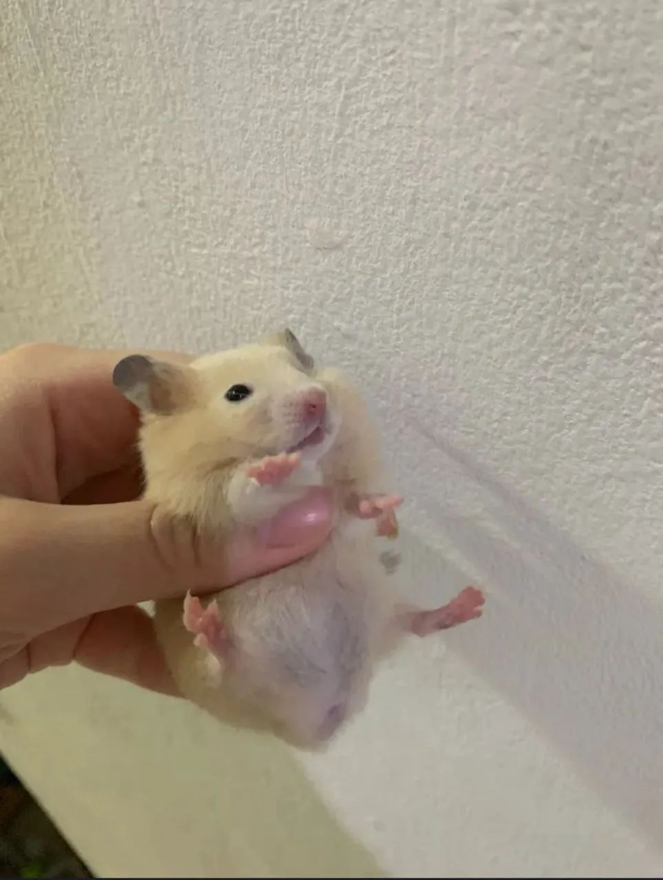 Hamster sírio - Foto 3