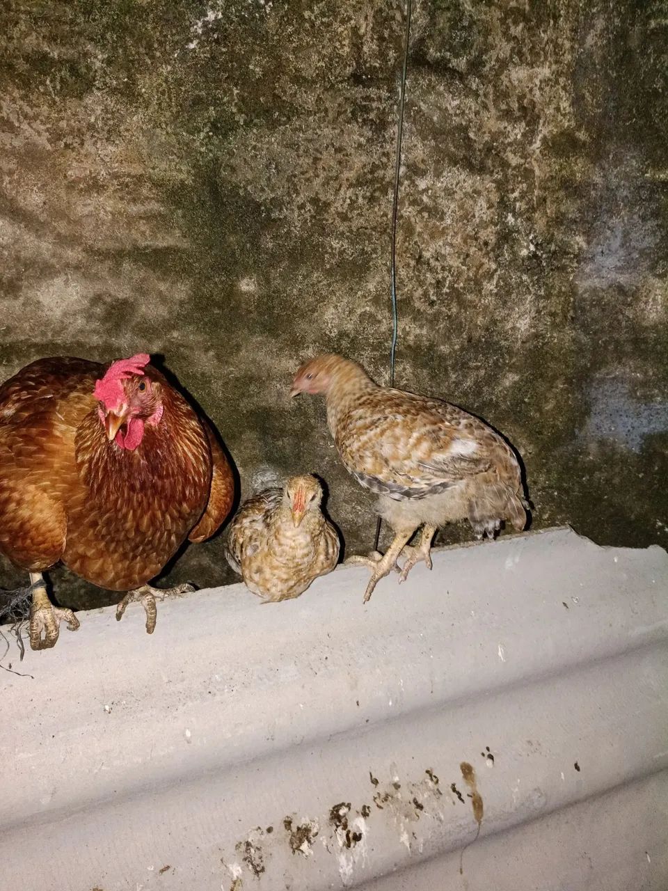 Galinha e dois franguitos