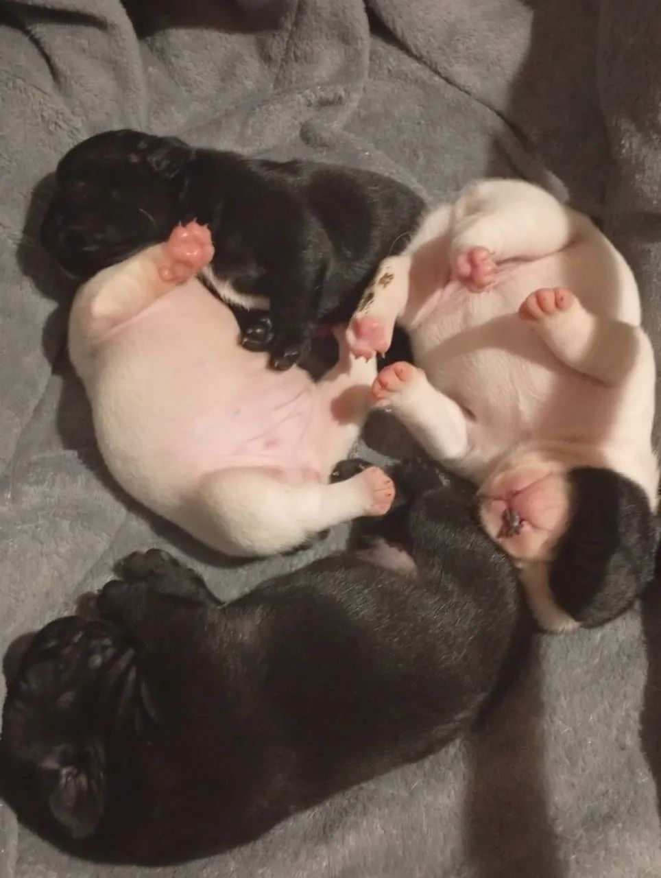 Bulldog francês  - Foto 4