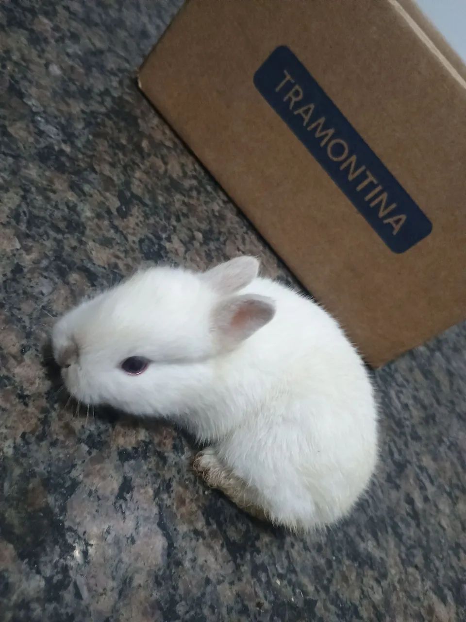 Coelho filhotes  - Foto 3