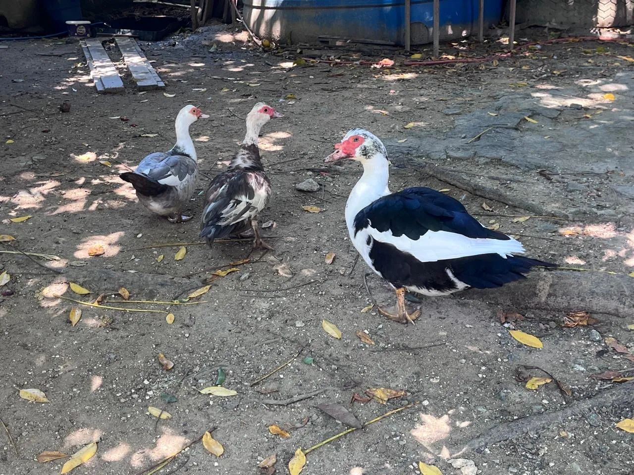 2 patas e um pato jovem em prostura  - Foto 5