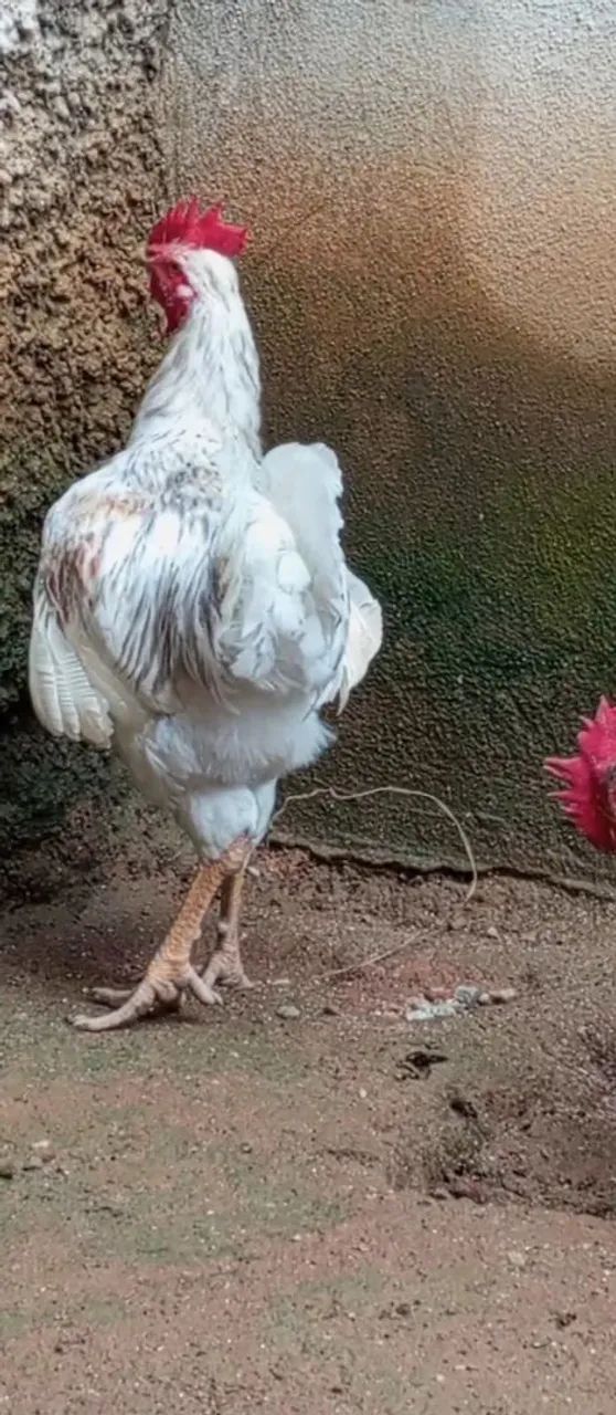 Galinhas GSB  - Foto 3