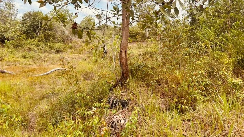 SÍTIO OU FAZENDINHA Vigia de Nazaré (ITAPOÁ) VENDE OU TROCA - Foto 5