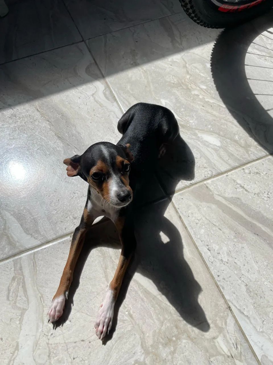Doasse pinscher - Foto 4