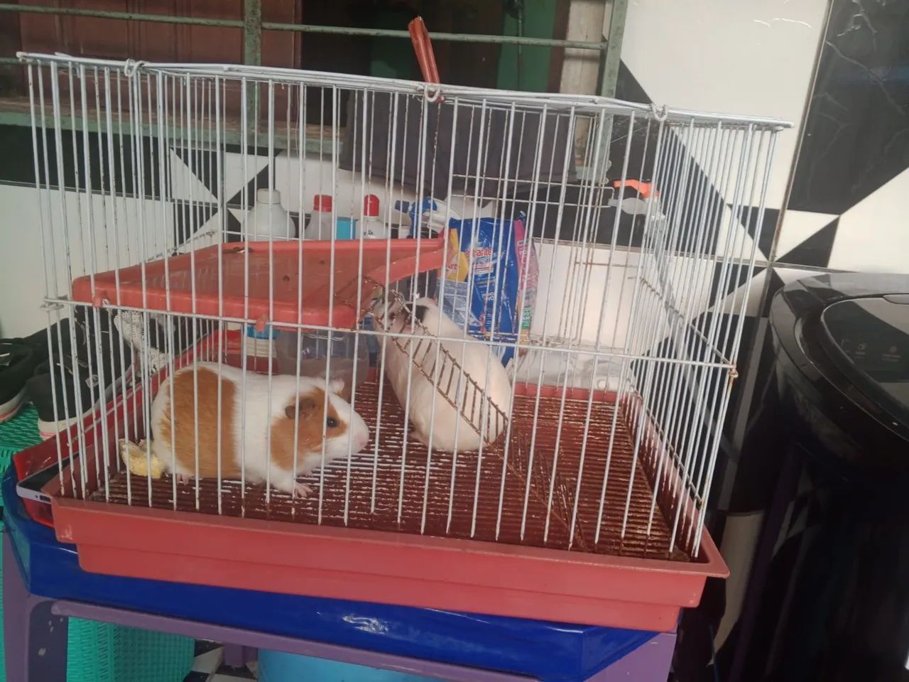 Vendo 2 porquinha da inda cm a gaiola  - Foto 2