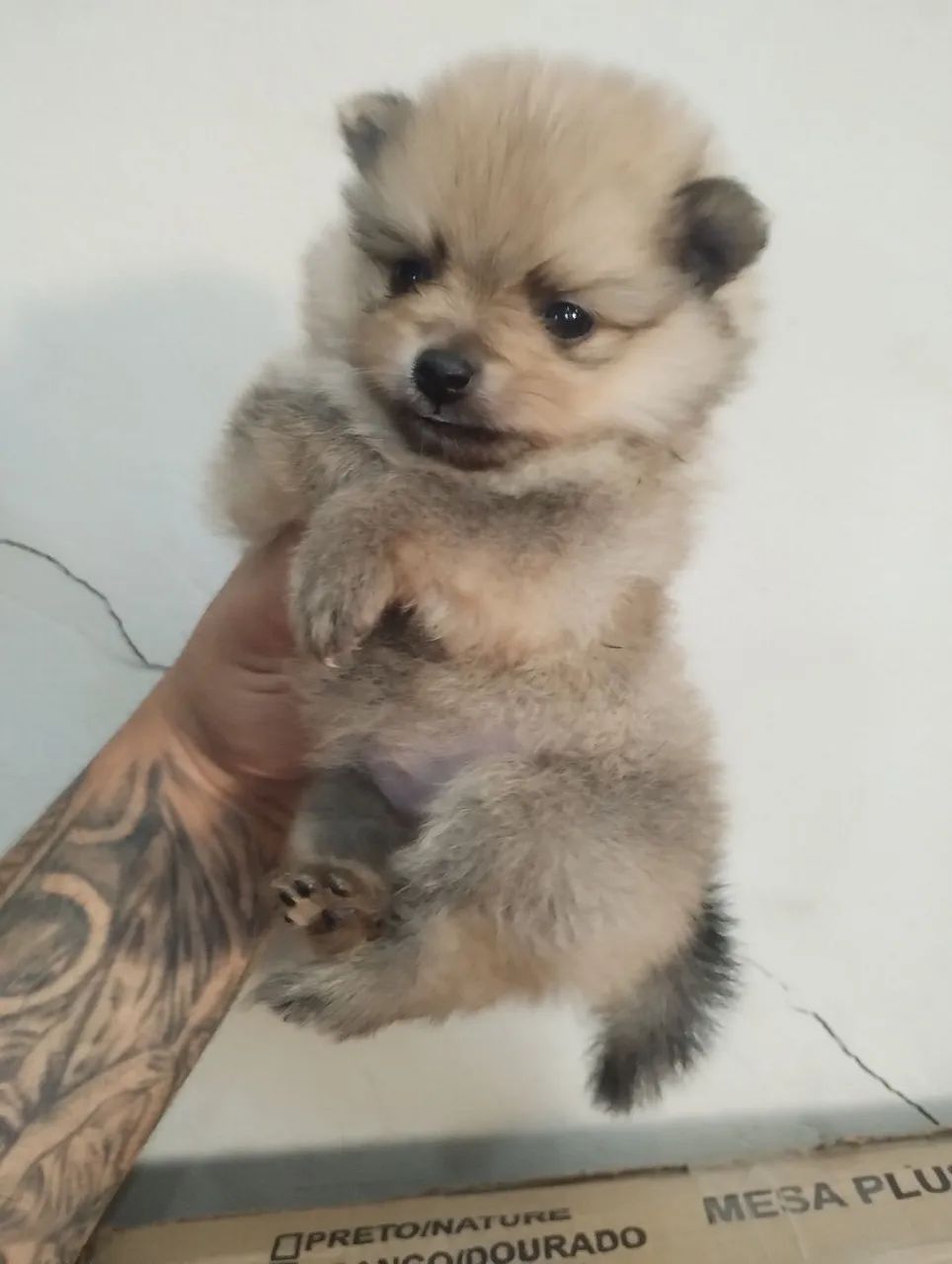Lulu fêmea micro