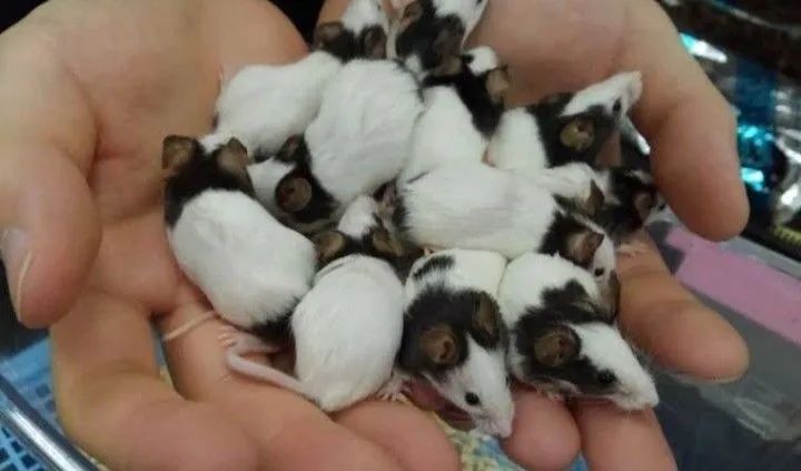 Topolinos puros - Foto 2