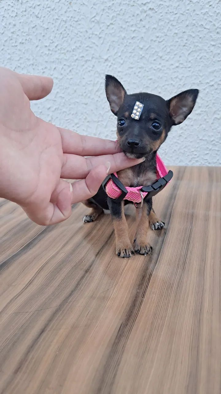 Pinscher n° 0 com 1 - Foto 4