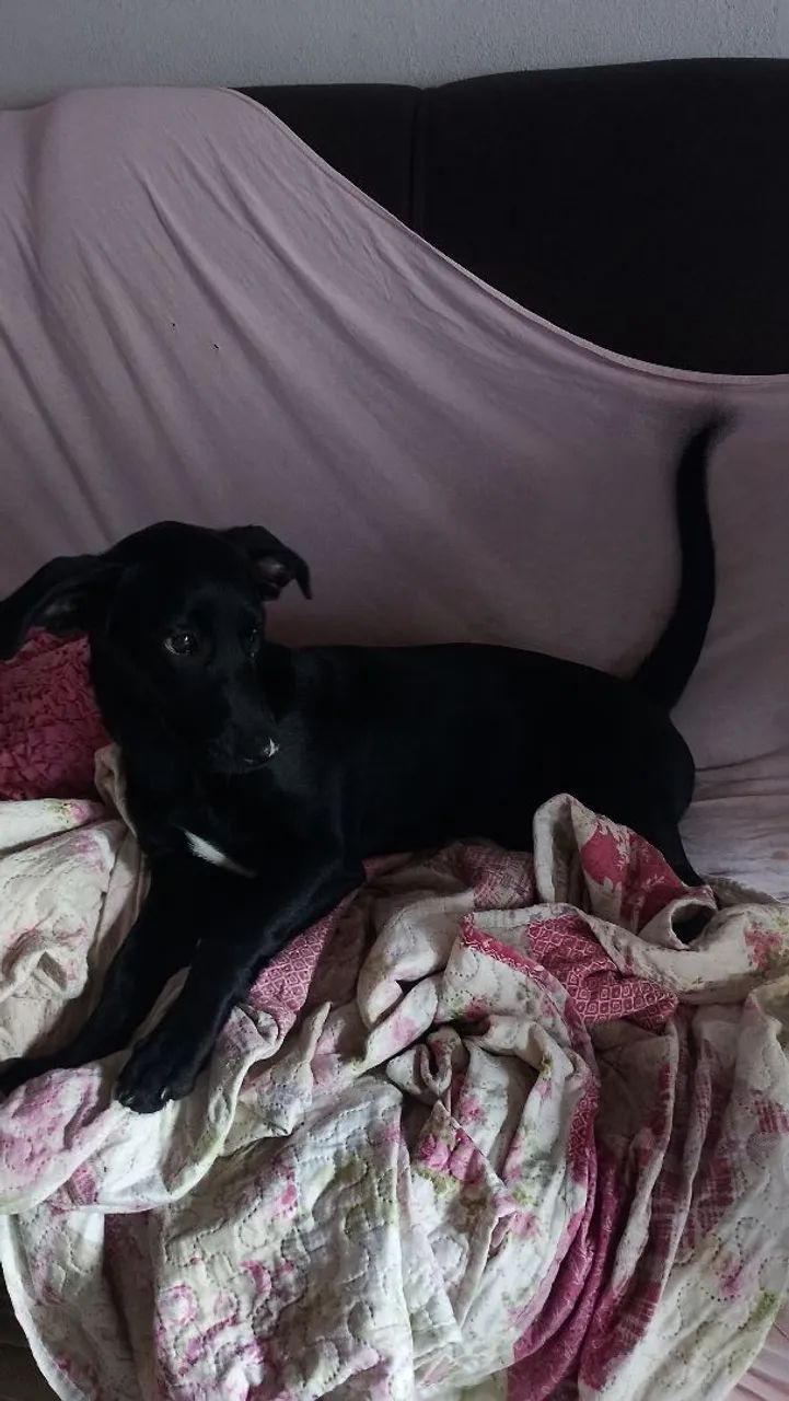 Doação de cachorrinha 