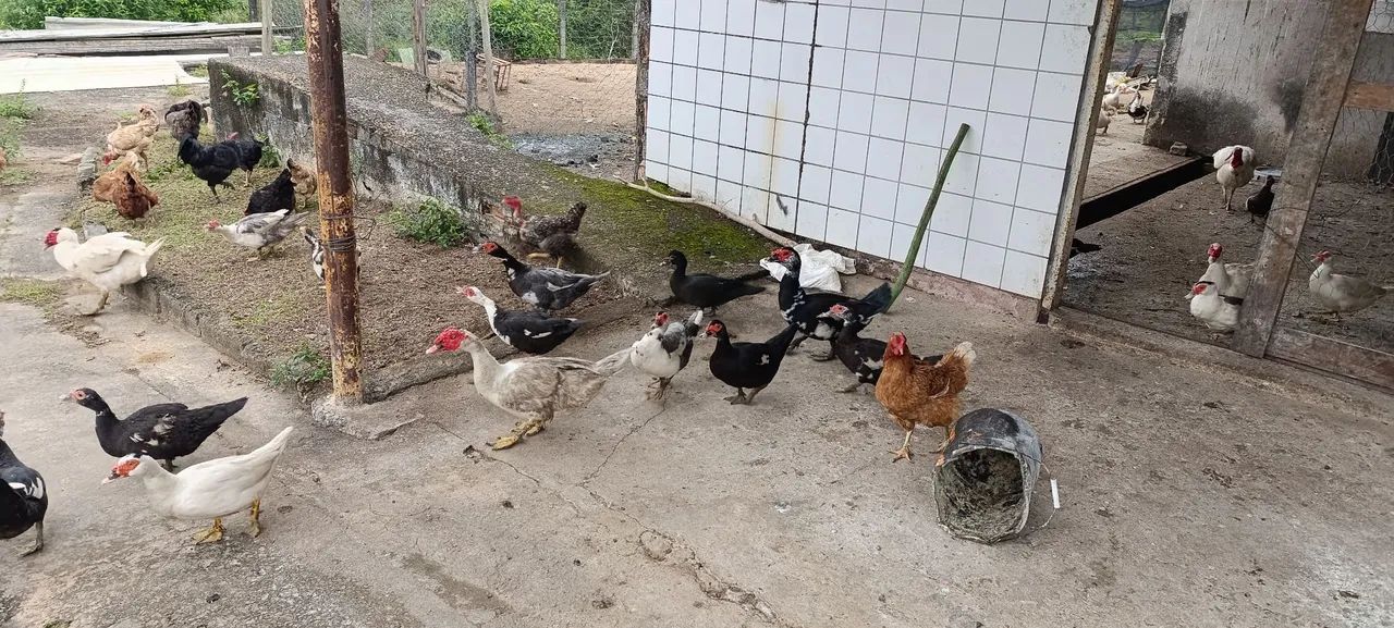 Aves  - Foto 4