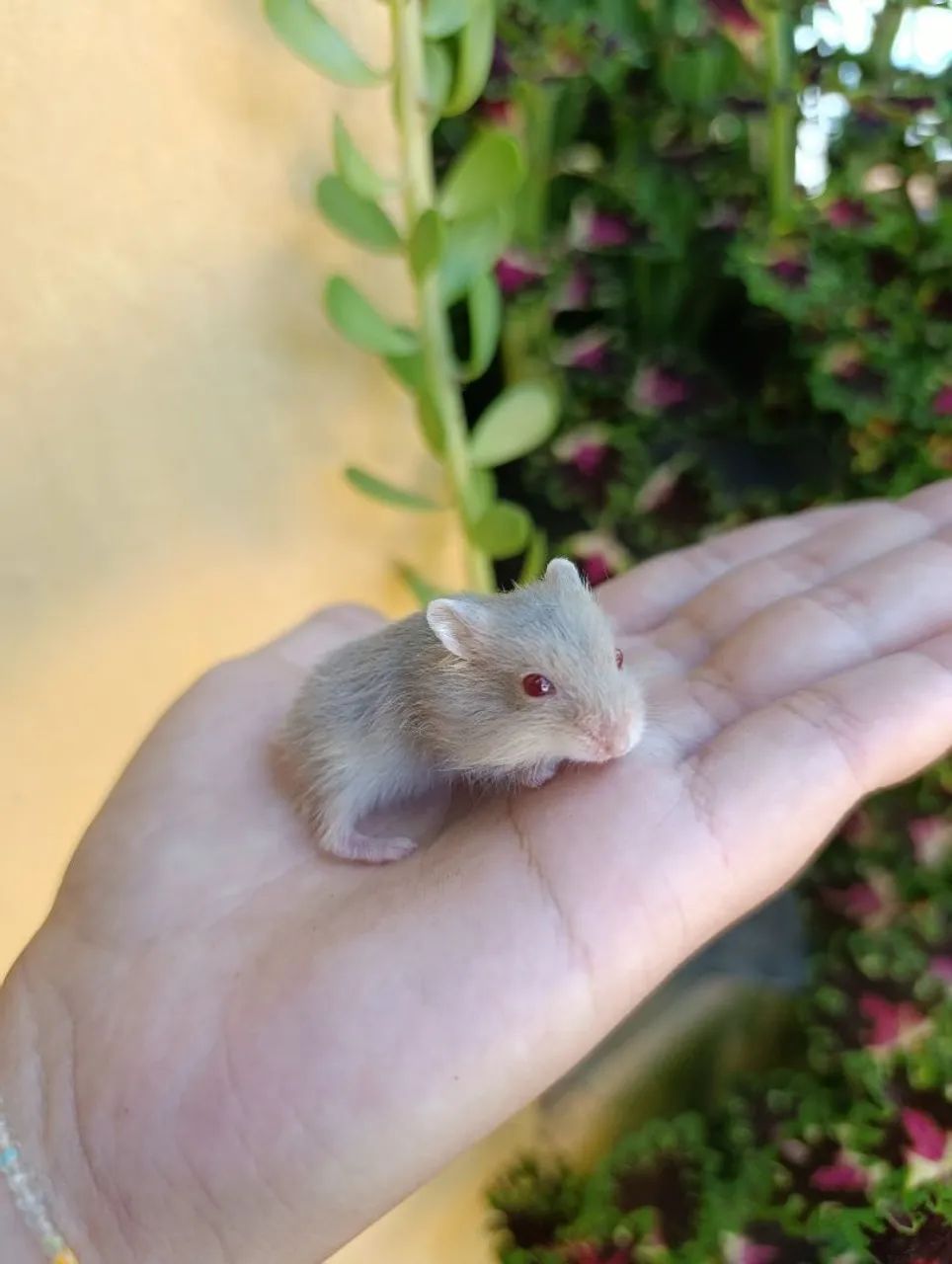 Hamster anão russo 415079680925378562