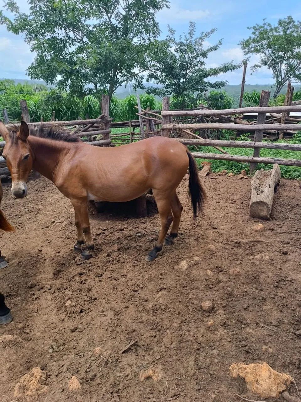 Vendo Burro  - Foto 6