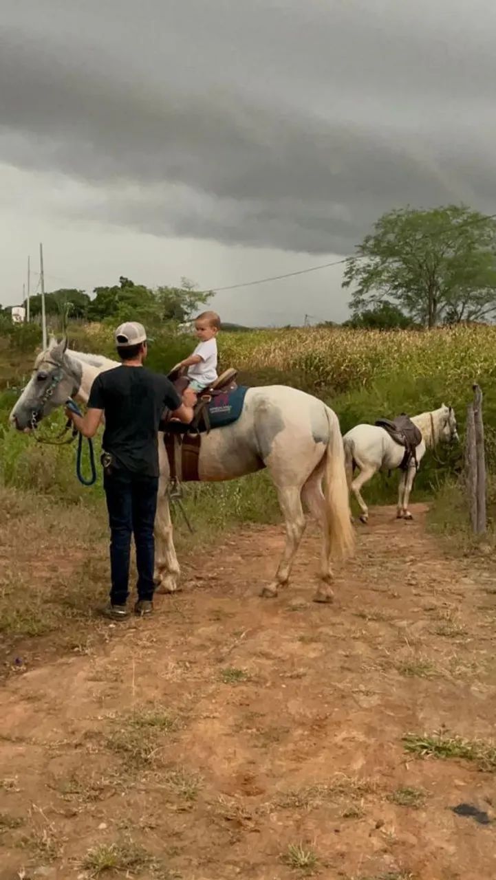 Égua Mangalarga  - Foto 3
