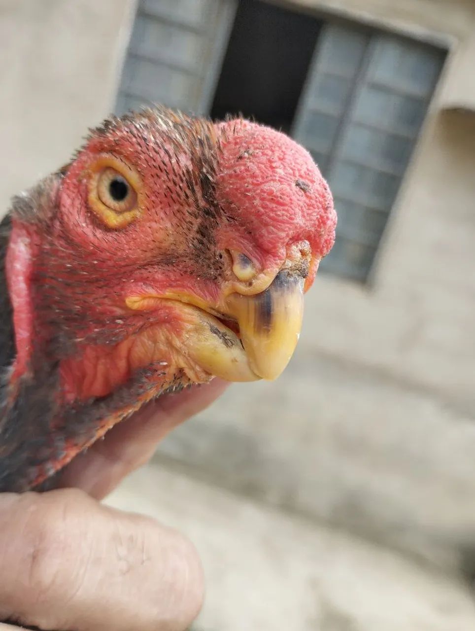 Frango bico curto  - Foto 2