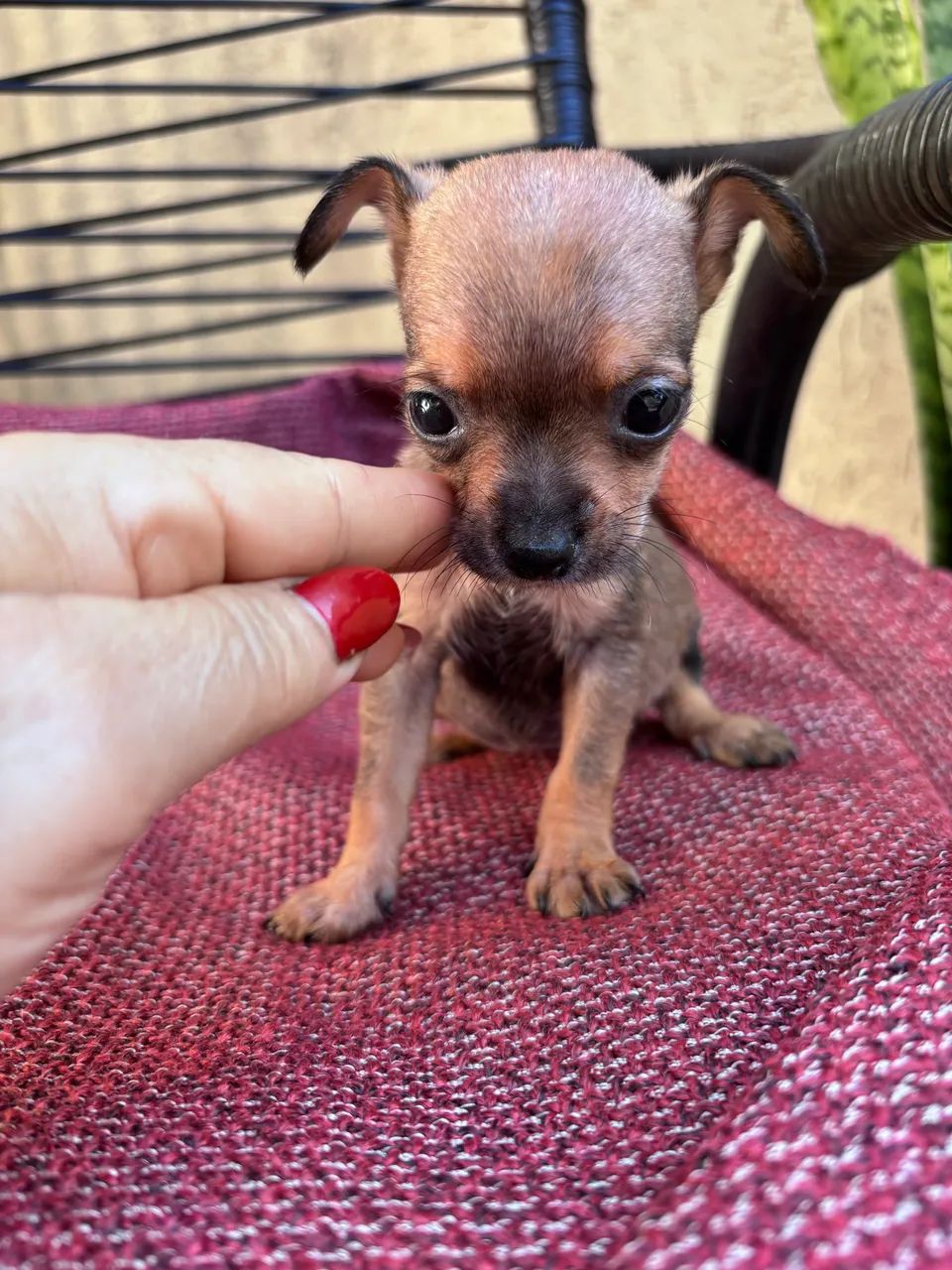 Pinscher fêmea  - Foto 2