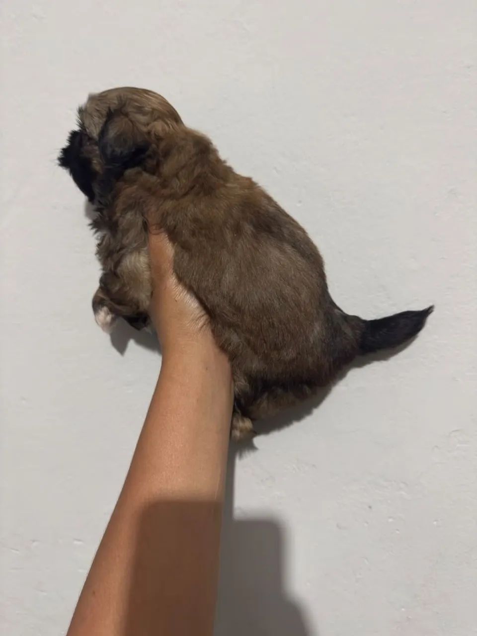 Shitzu macho  - Foto 3