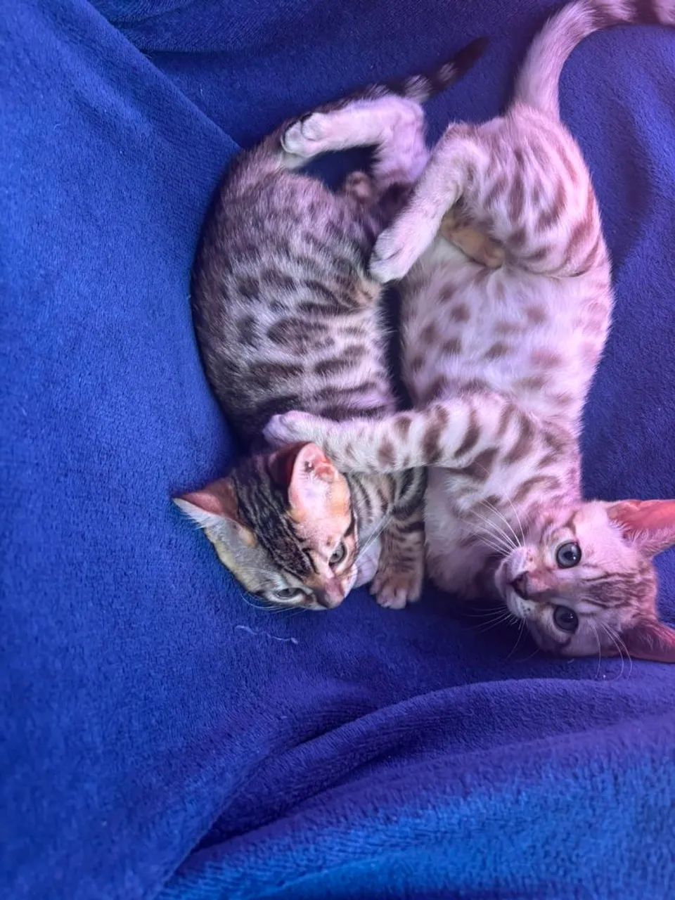 Bengal - Foto 5