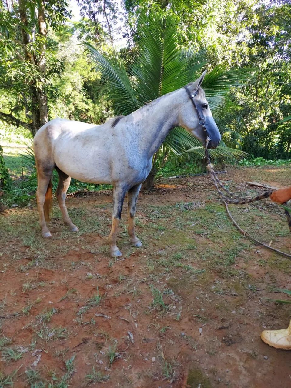 Vendo égua mangalarga  - Foto 3
