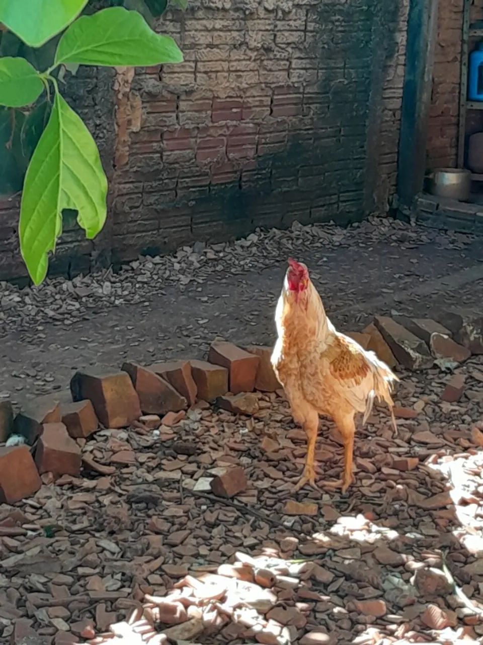Frango caipira  - Foto 2