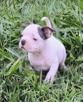 Meninas de American bully - Foto 3