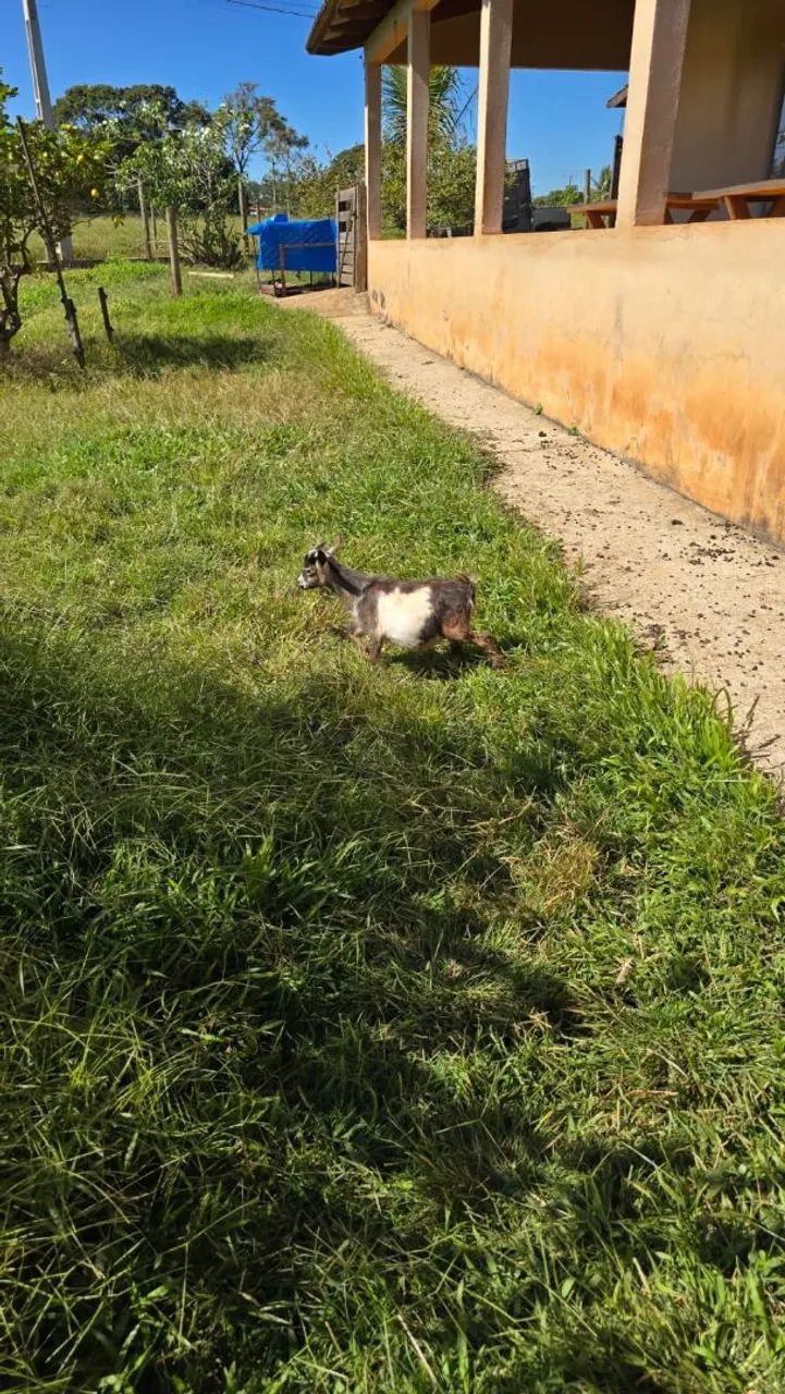 Mini Cabra/ mini bode / filhotes e matrizes - Foto 3