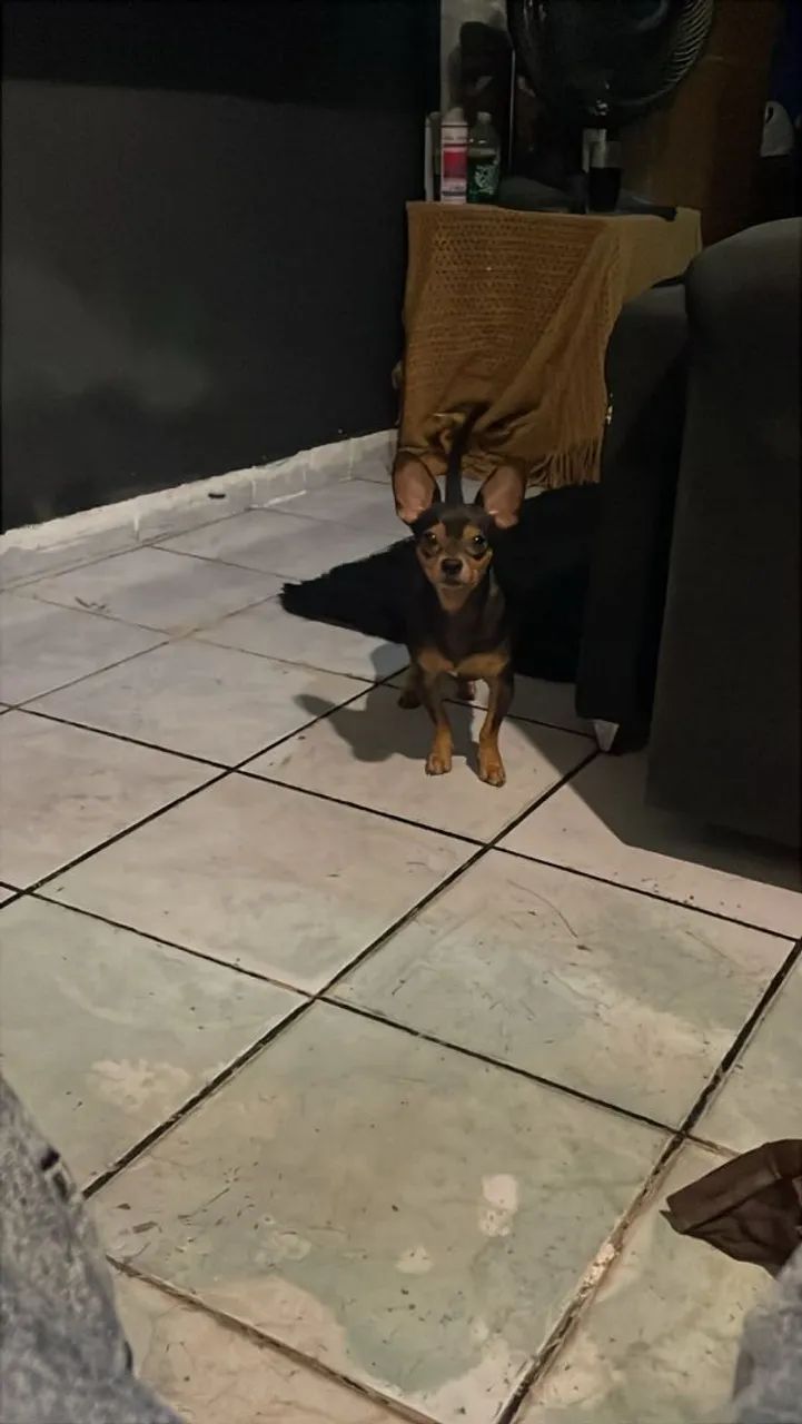 Procuro pinscher 0 