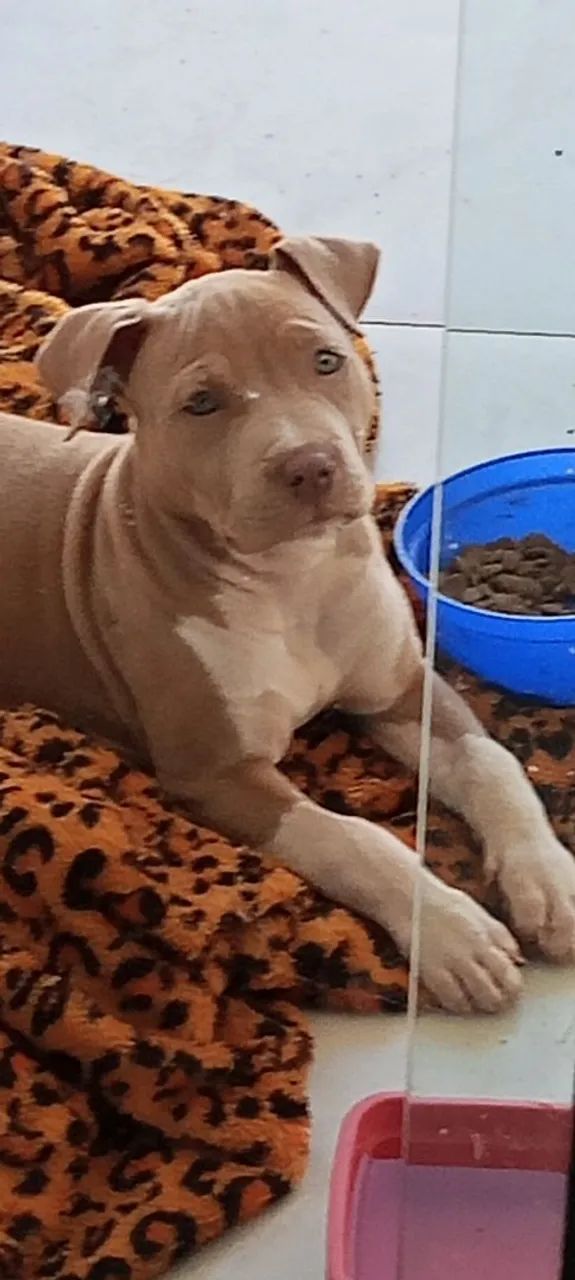 Pit Bull  - Foto 2