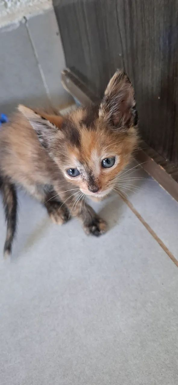Gata  - Foto 2