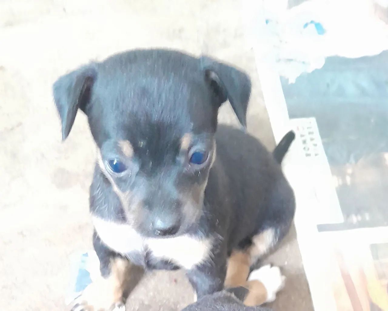 Cachorro pinscher  - Foto 2