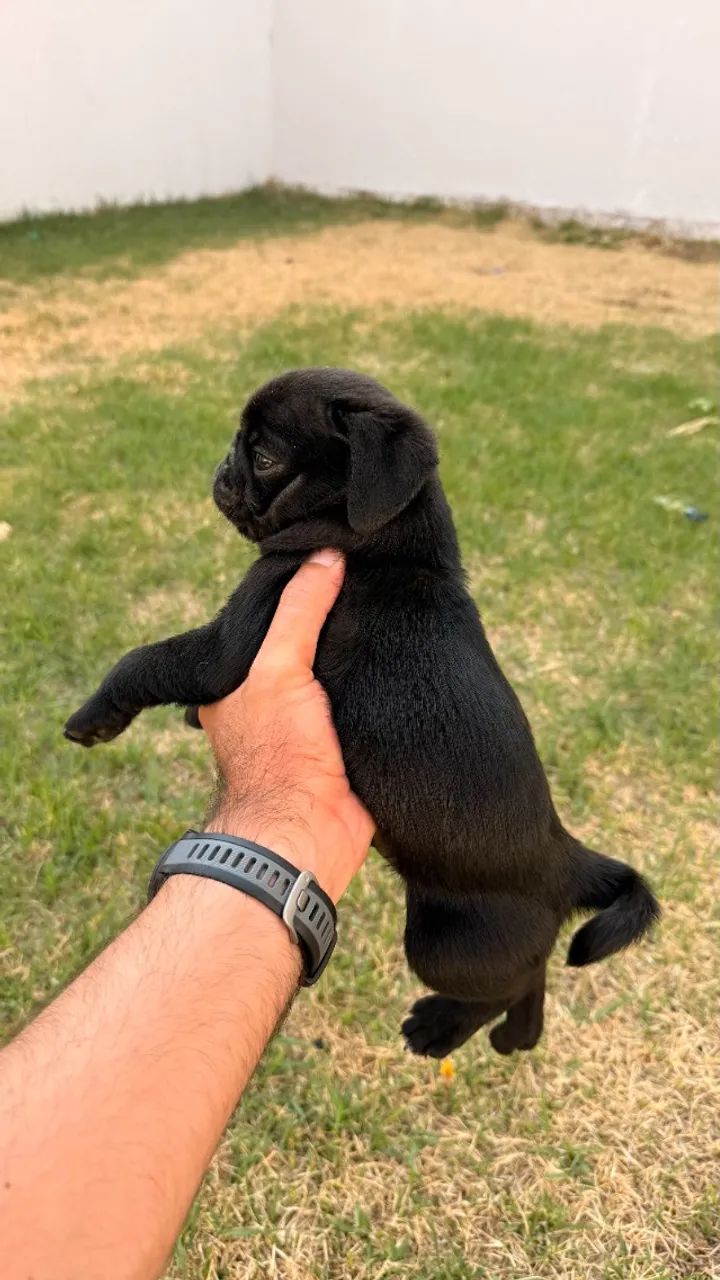 Filhote de Pug  - Foto 2