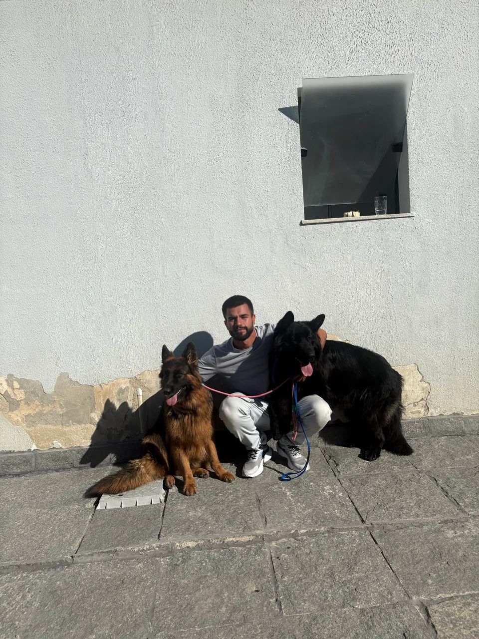 Adestramento de cães  - Foto 3