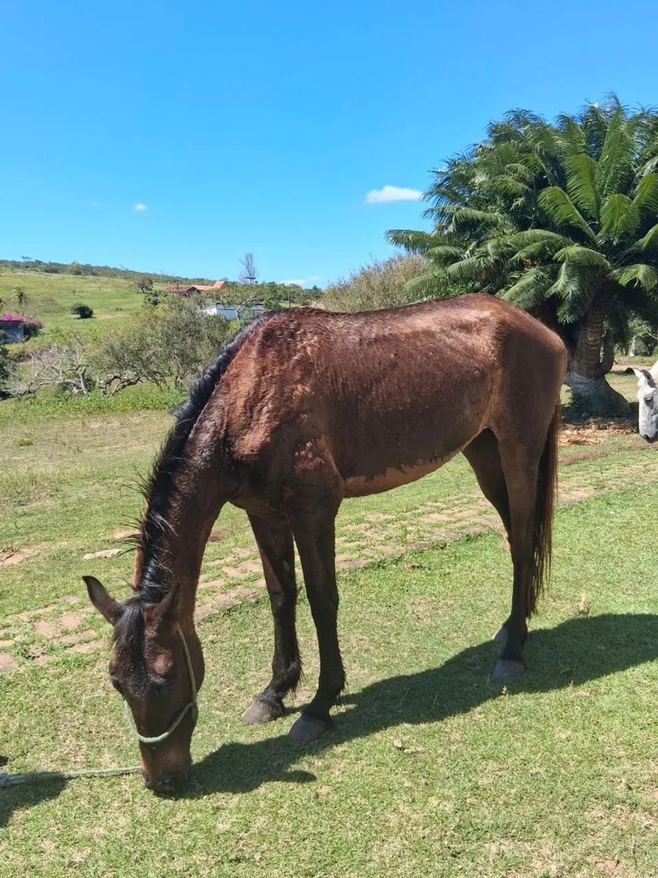 Potra a venda  - Foto 3