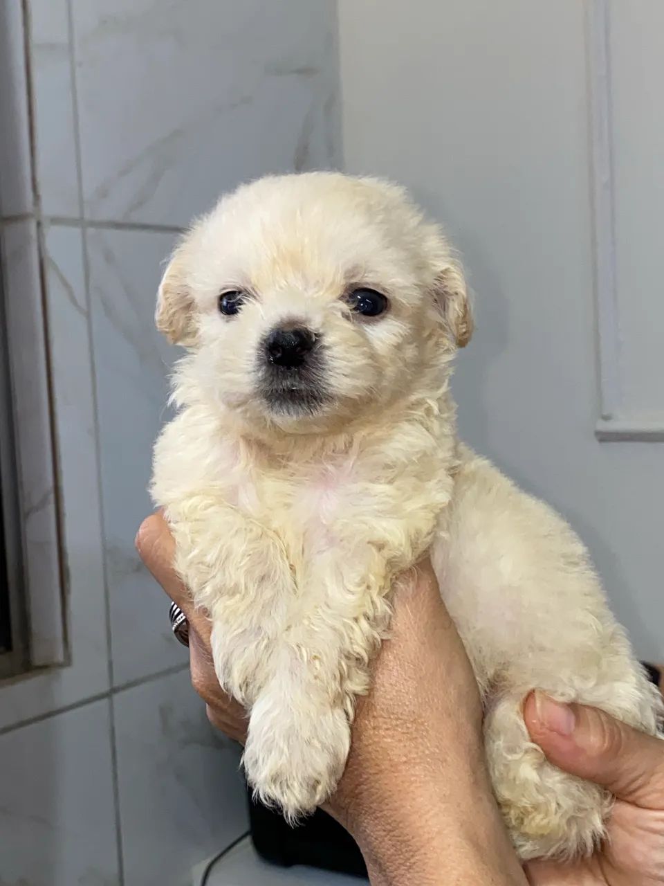 Poodle - Foto 2