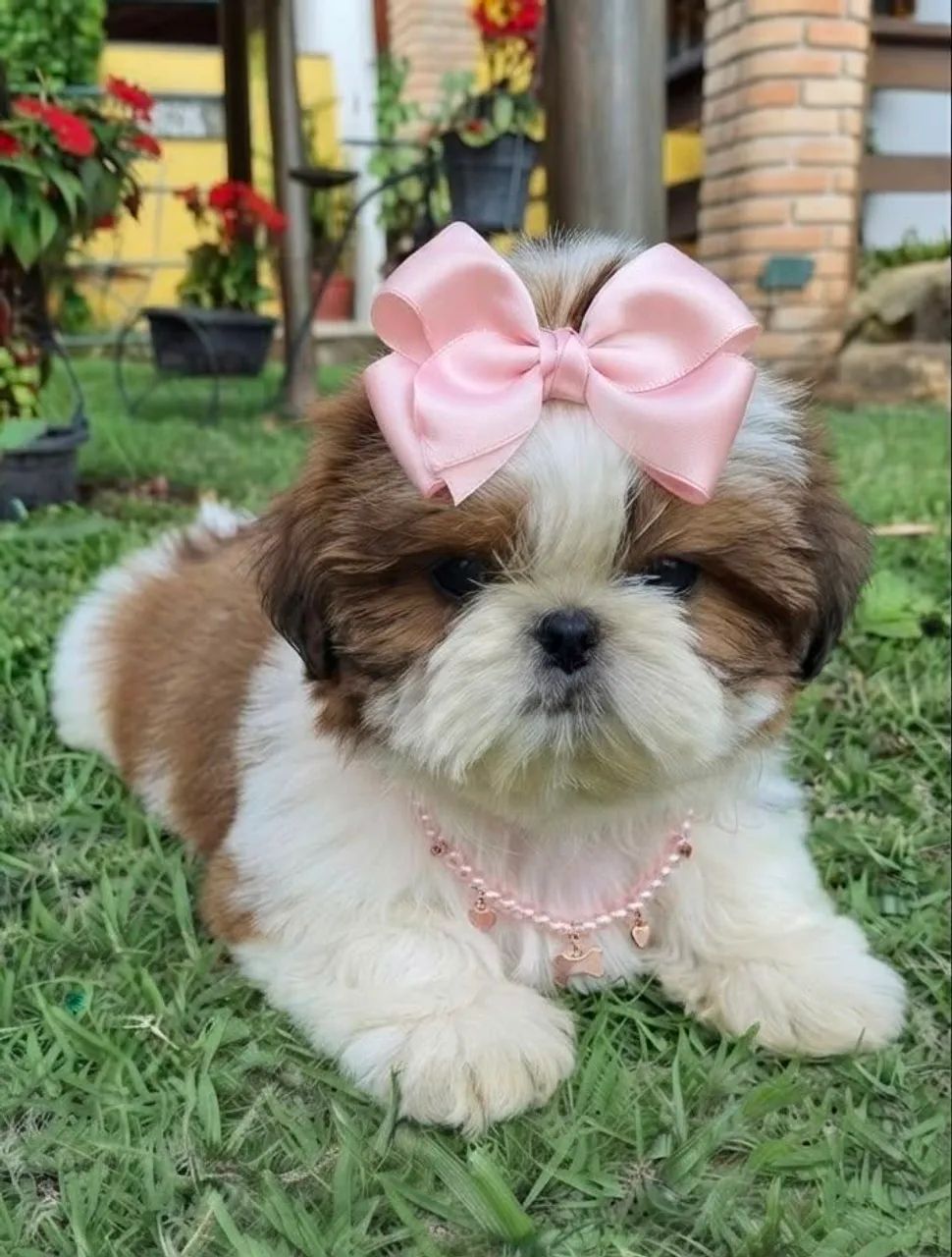 Shitzu mini fêmea 