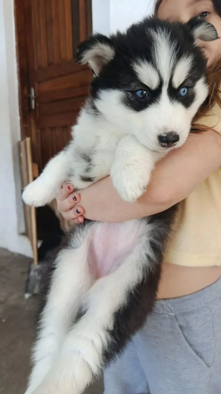 Filhotes de cachorro Ruskie Siberiano  - Foto 2