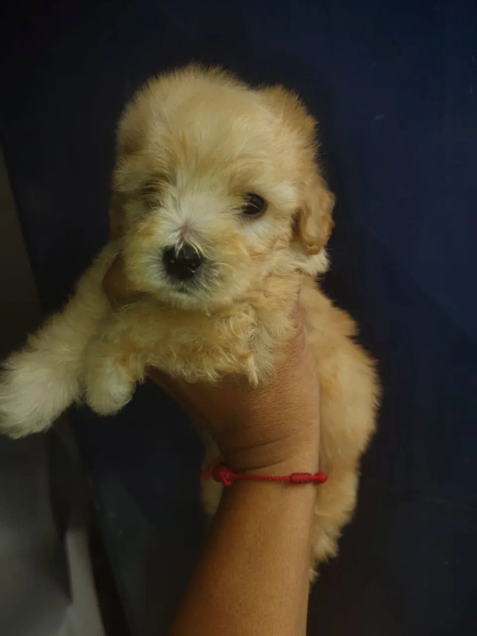 Cachorros  - Foto 2