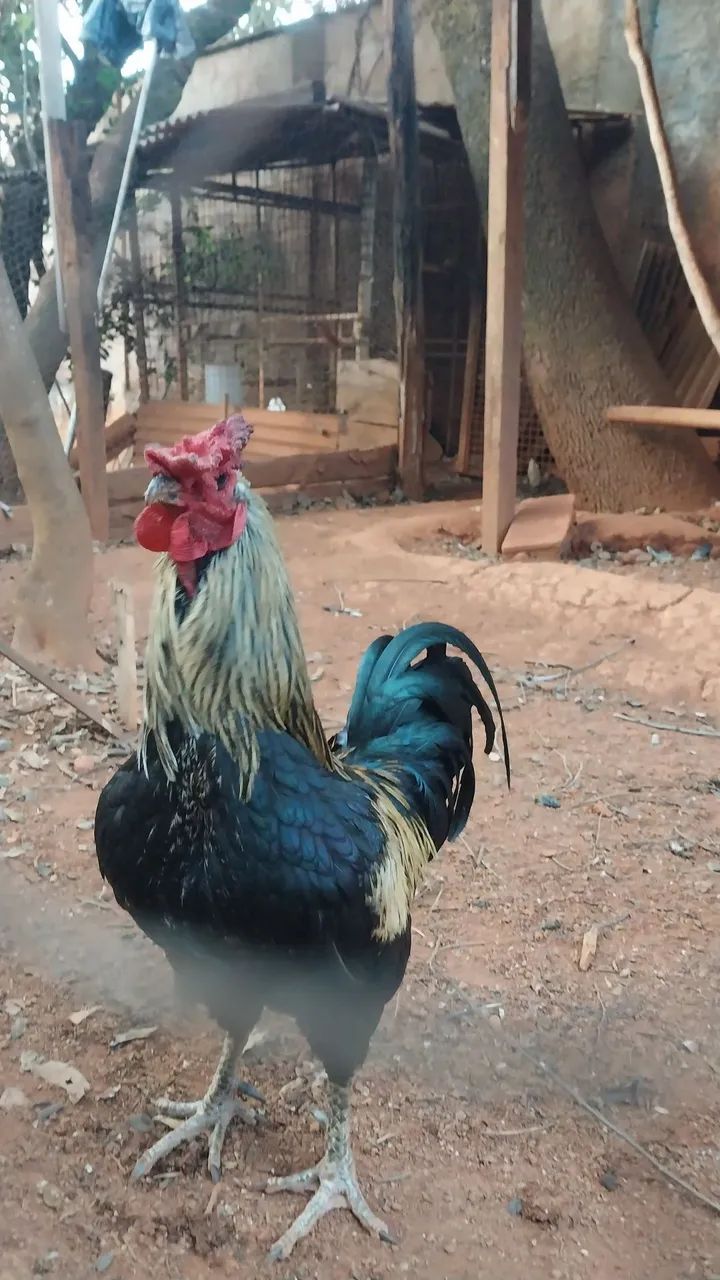 Galos caipira 
