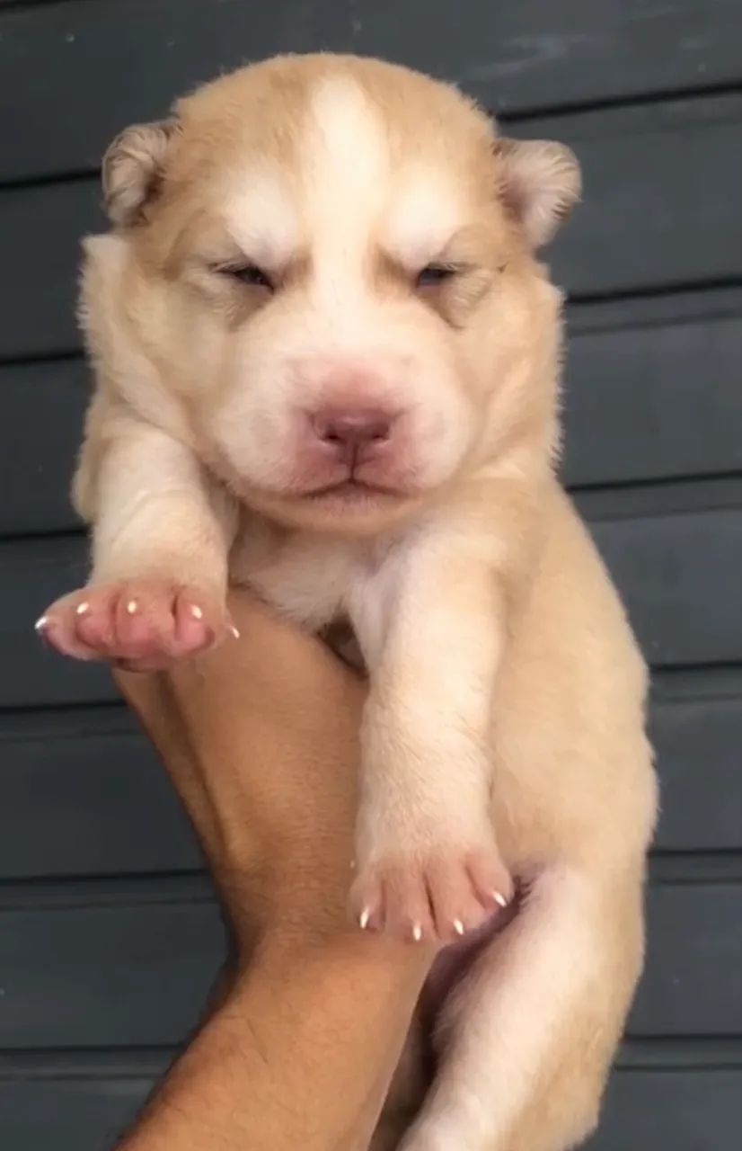 Husky siberiano  - Foto 3