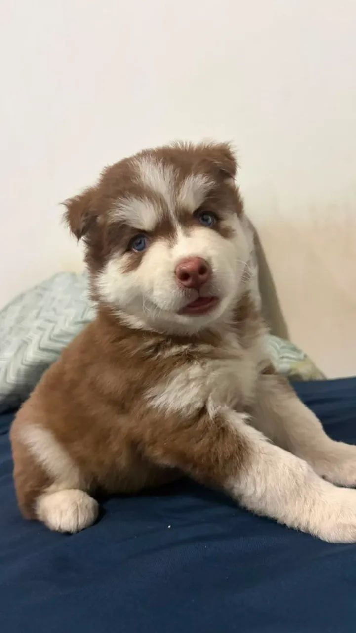 Filhote de Husky 