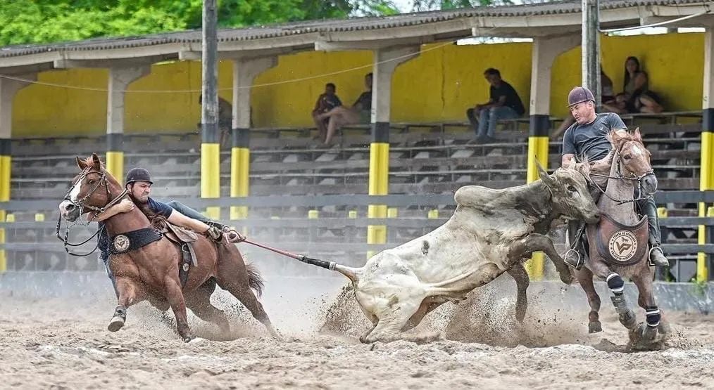 Cavalo de Esquerda PO
