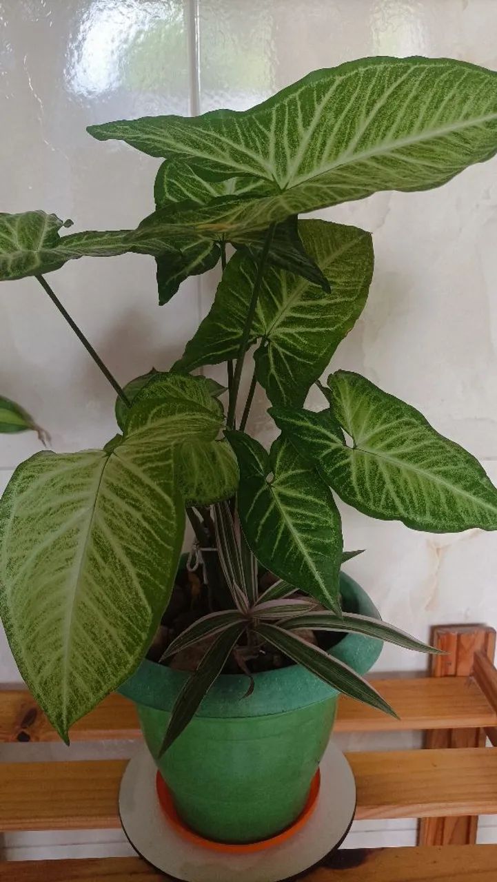 Planta Singonio! - Foto 2