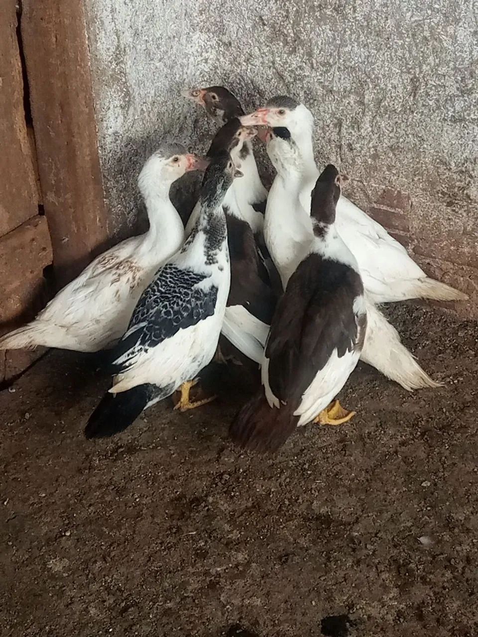 Patos  - Foto 2