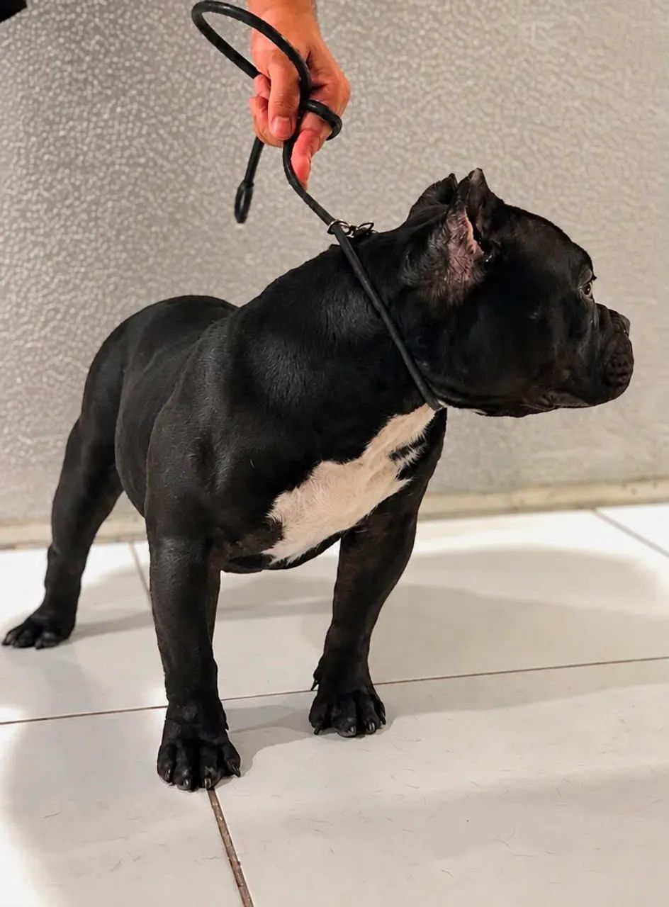 Cobertura American Bully micro  - Foto 2