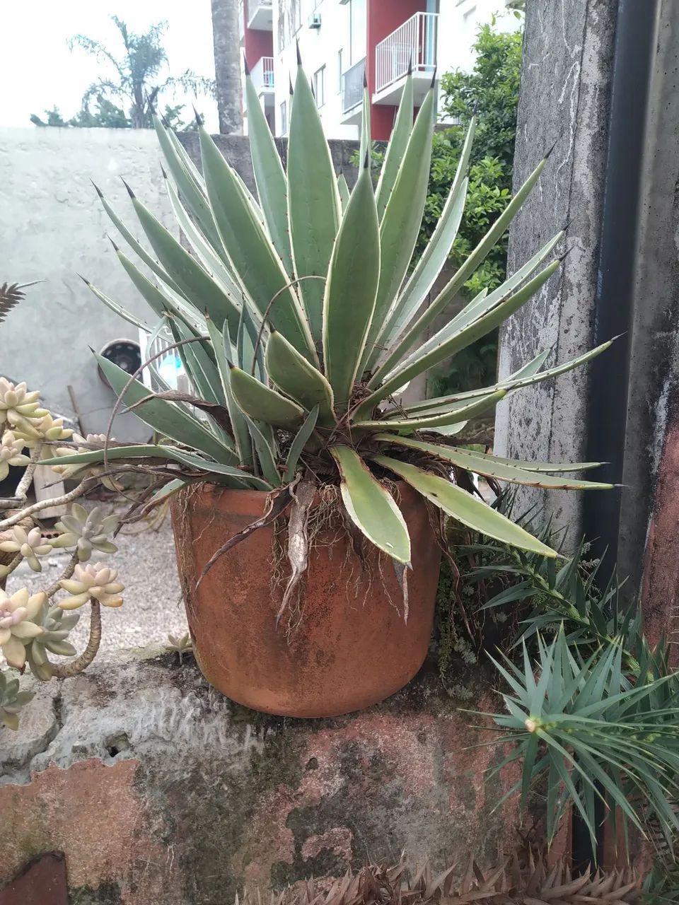 Muda Araucária  - Foto 2