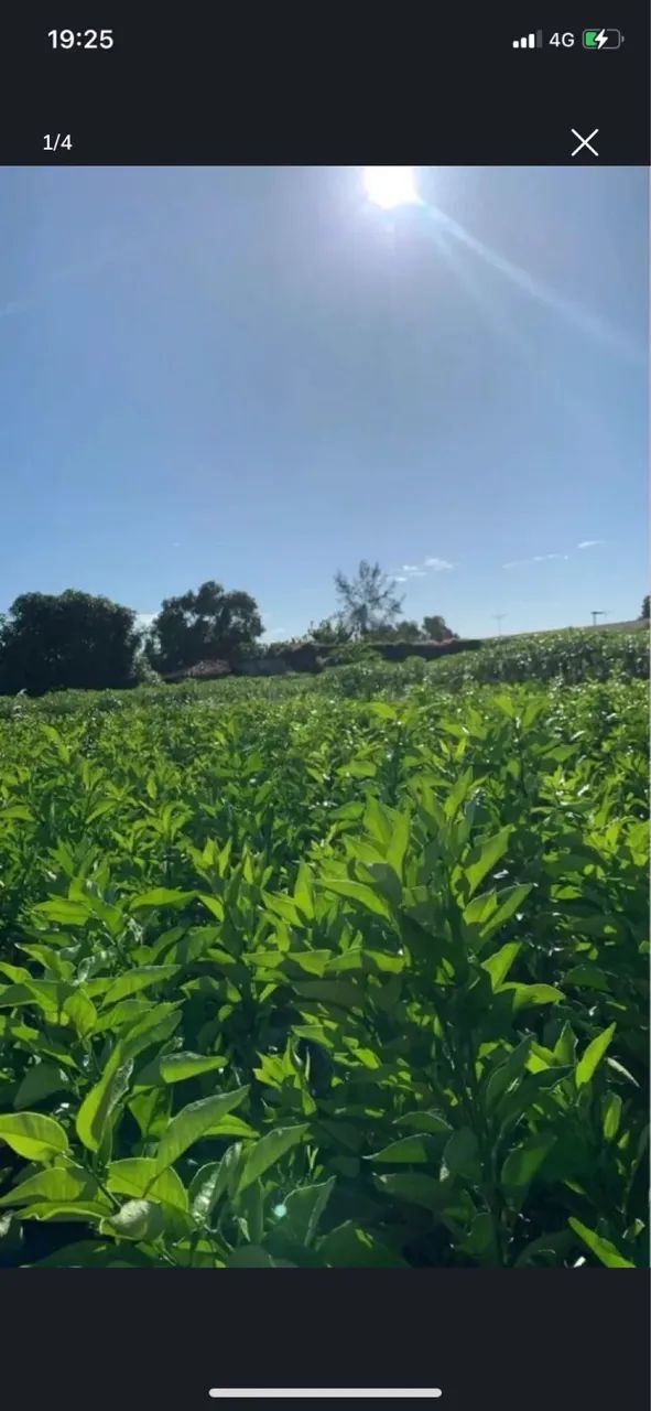 Mudas de Laranja  - Foto 4