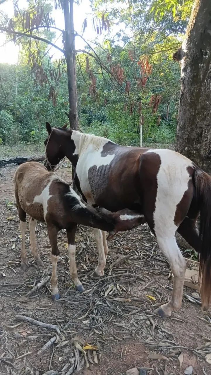 VENDO EGUA E POTRA! - Foto 4