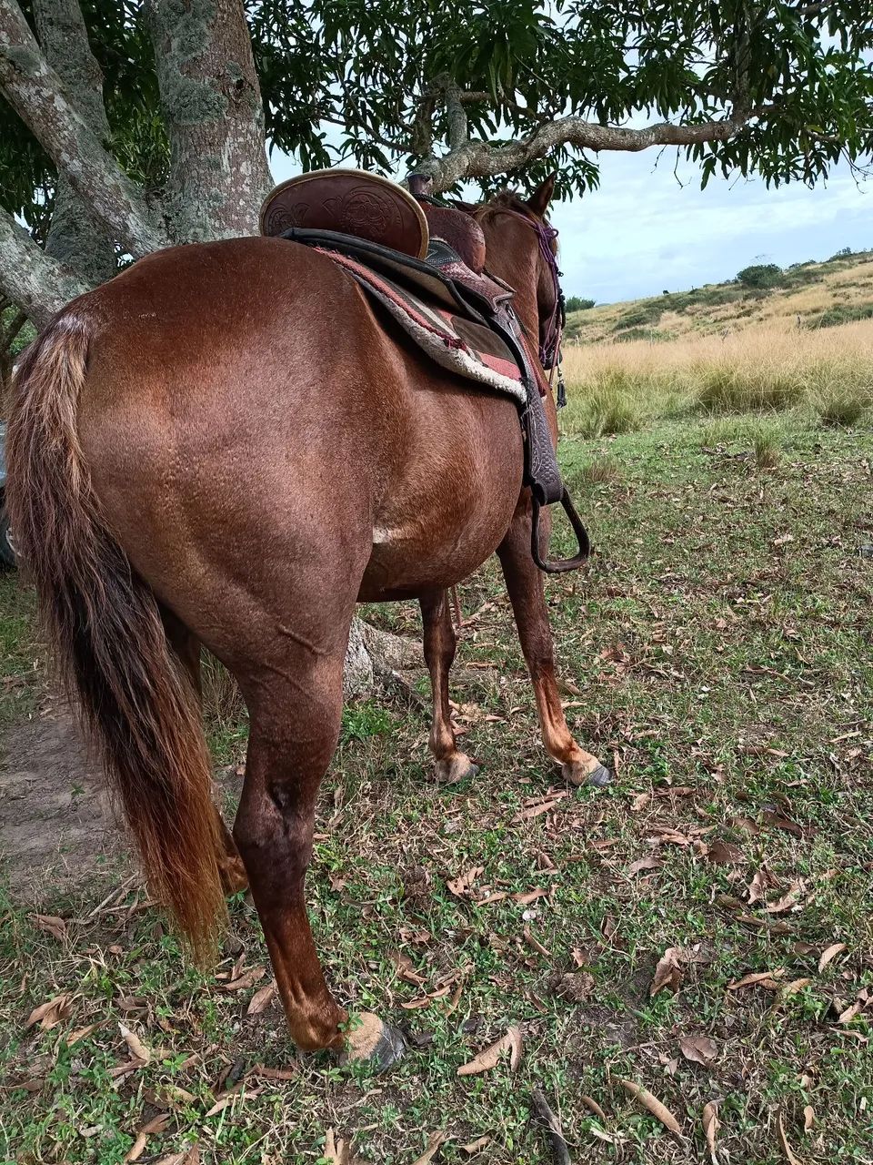 Égua quarto de milha 